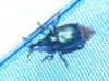 Byctiscus populi